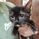 Adopt A Pet :: Manatee - Versailles, KY