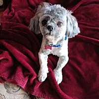 adopt-pet