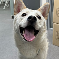adopt a pet