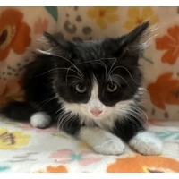 adopt-pet