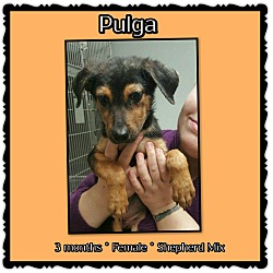 Thumbnail photo of Pulga #2