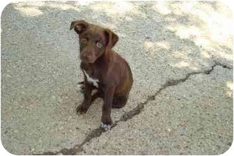 chesapeake lab mix puppy