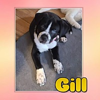 Photo of Gill