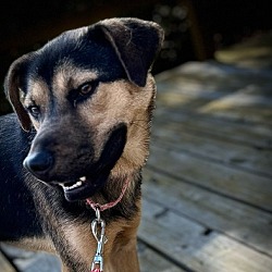 Thumbnail photo of Beast- Longest Canine Resident #1
