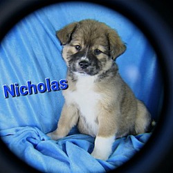 Thumbnail photo of Nicholas #2