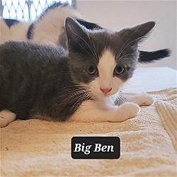 Thumbnail photo of Big Ben #1