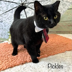 Photo of pickles