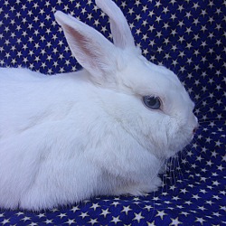 Thumbnail photo of Flopsy #1