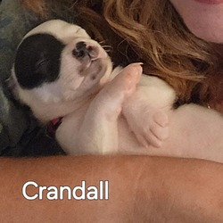 Thumbnail photo of Crandall #1