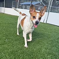adopt-pet