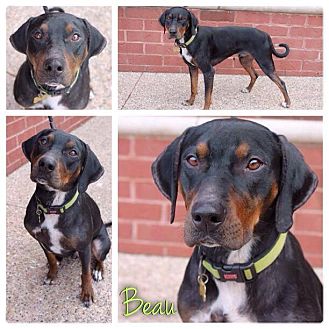 Garden City Mi Bluetick Coonhound Meet Beau A Pet For Adoption,Stair Carpet Runner