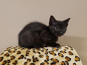 cat sedative petsmart