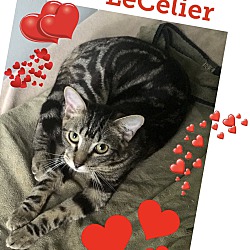 Photo of LeCelier