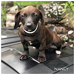 Thumbnail photo of NANCY #1