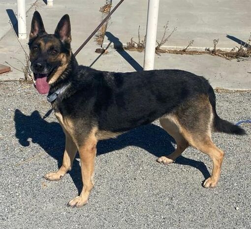 Hanford, CA - German Shepherd Dog. Meet *MS FRIZZLE a Pet for Adoption ...