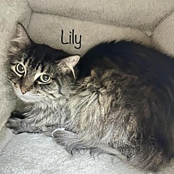 Photo of Lily 23704