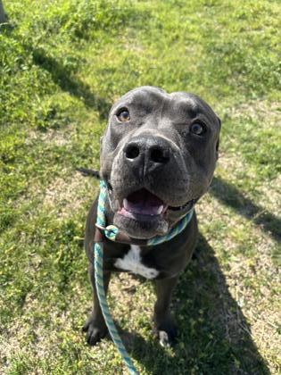 Petsmart hulen sales adoption center