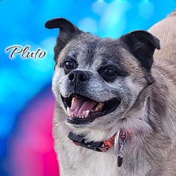 Thumbnail photo of Pluto   -   PAWS #1