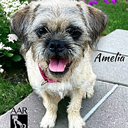 Thumbnail photo of Amelia #3