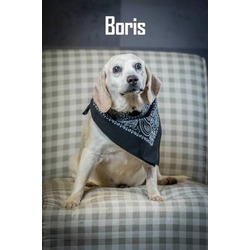 Thumbnail photo of Boris #1