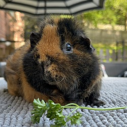 bonded pet photo