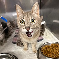 adopt a pet