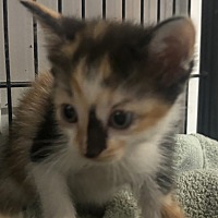adopt-pet