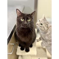 adopt-pet