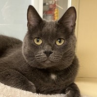 adopt-pet