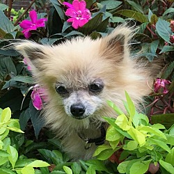 Bridgeton, MO - Pomeranian. Meet Tallulah a Pet for Adoption ...