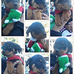Thumbnail photo of Rottweiler puppies #1
