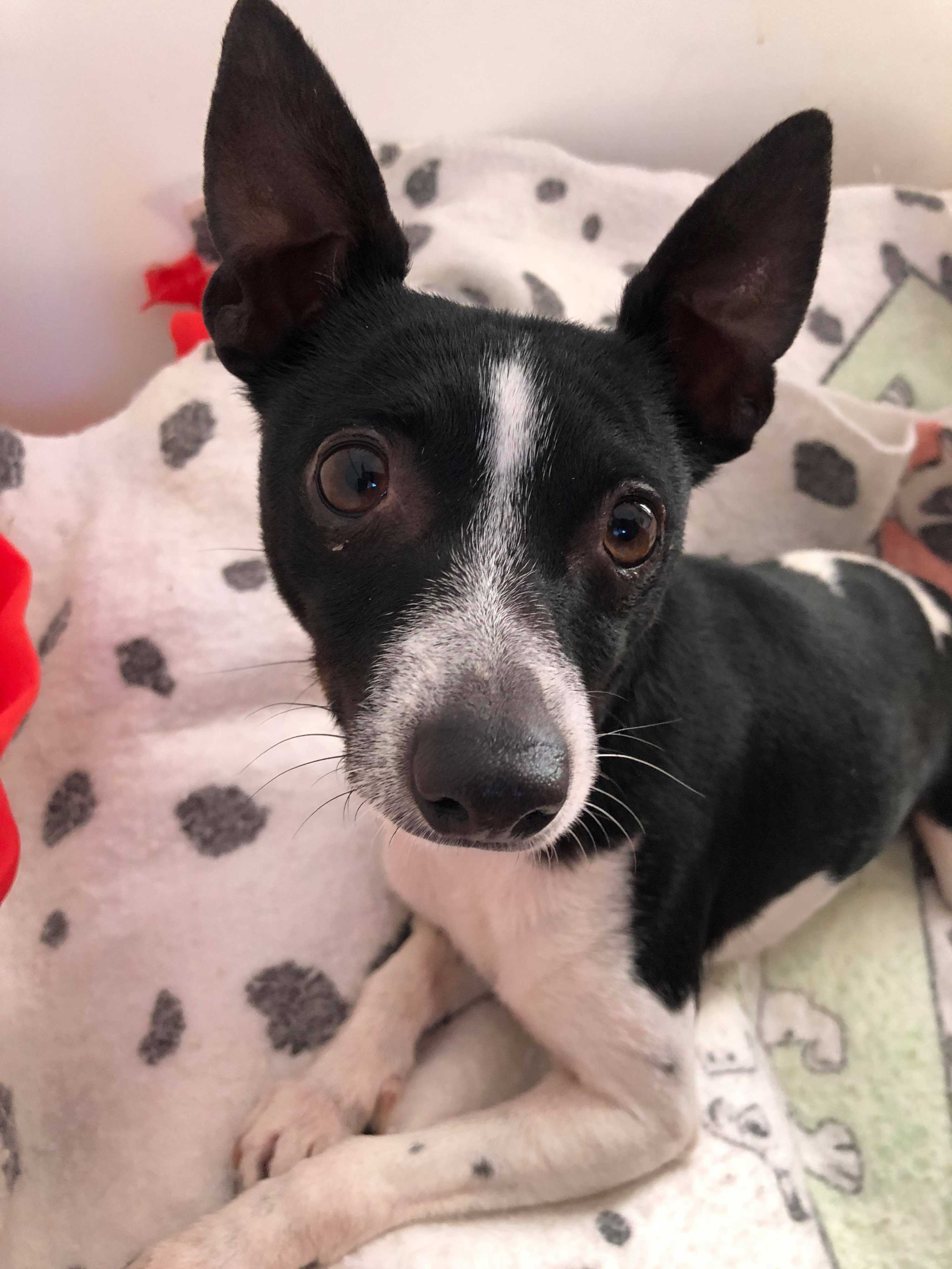 Adopt Moo Moo a Black with White Rat Terrier / Mixed dog