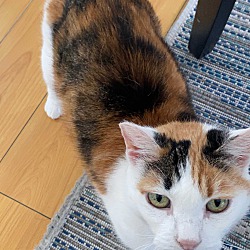 Thumbnail photo of Carys (bonded to Mochi) #1