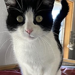 Catkins Animal Rescue Inc In Park Falls Wisconsin