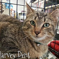 Thumbnail photo of Harvey Dent (Foster Adopted) #1