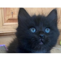 Photo of VLAD