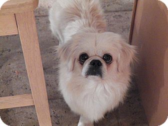 teddy bear pekingese