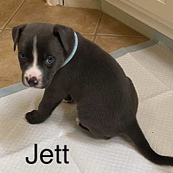 Thumbnail photo of Jett #3