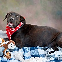 adopt a pet