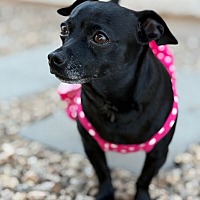 adopt-pet