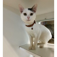 adopt-pet