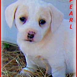Thumbnail photo of Pearl- Adoption Pending #3