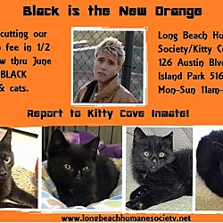 Thumbnail photo of black kitties fees are 1/2 off #1