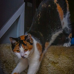 Thumbnail photo of Lap Cat Jasmine #1