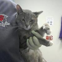 Farmington Regional Animal Shelter in Farmington, New Mexico