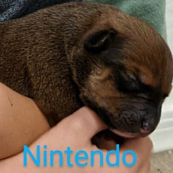 Thumbnail photo of Nintendo #2