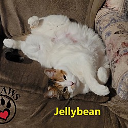 Thumbnail photo of Jellybean #2