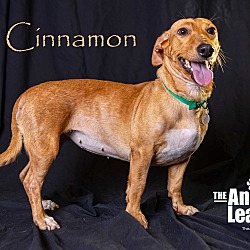 Photo of Cinnamon