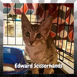 Thumbnail photo of Edward Scissorhands #4