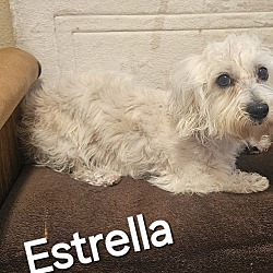 Thumbnail photo of Estrella #4